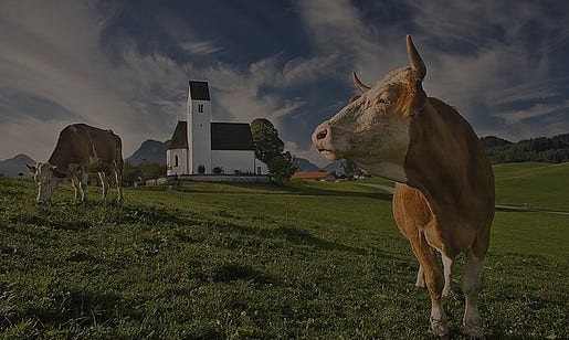 Kuh in Landschaft